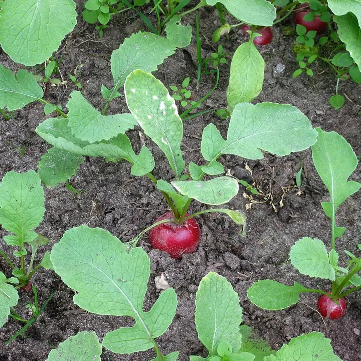 Radishes