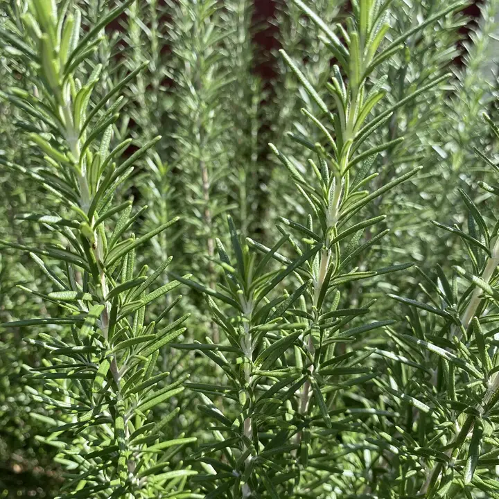 Rosemary