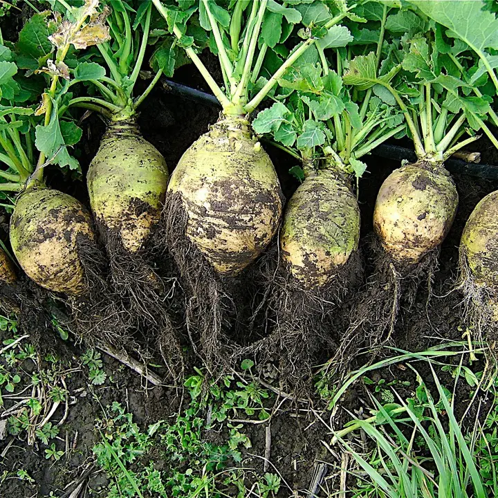 Rutabagas