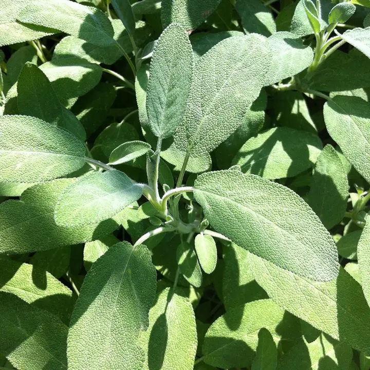 Sage