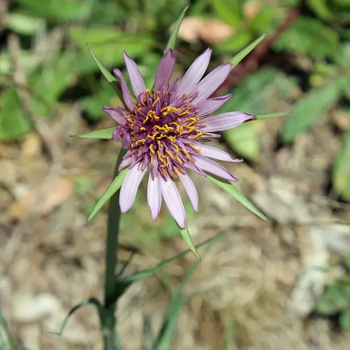 Salsify