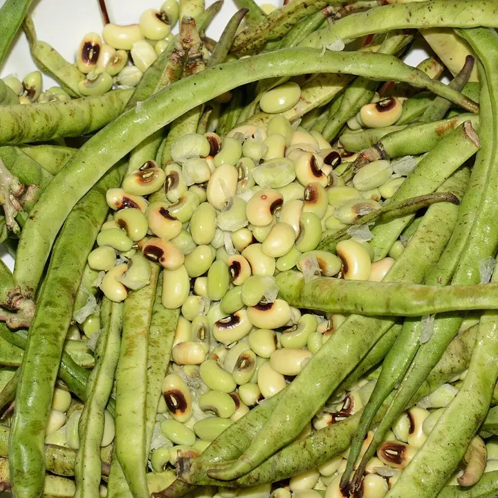 Southern peas