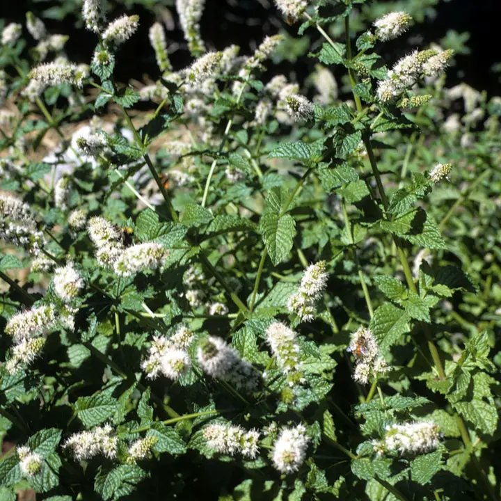 Spearmint