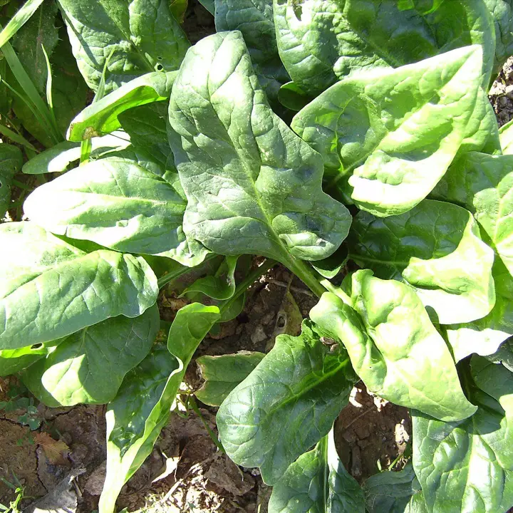 Spinach
