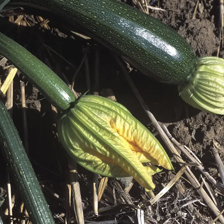Summer squash