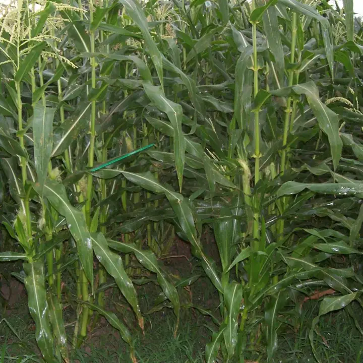 Sweet corn