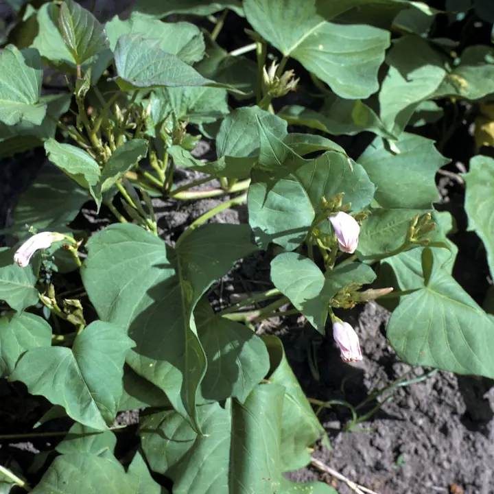 Sweet potatoes