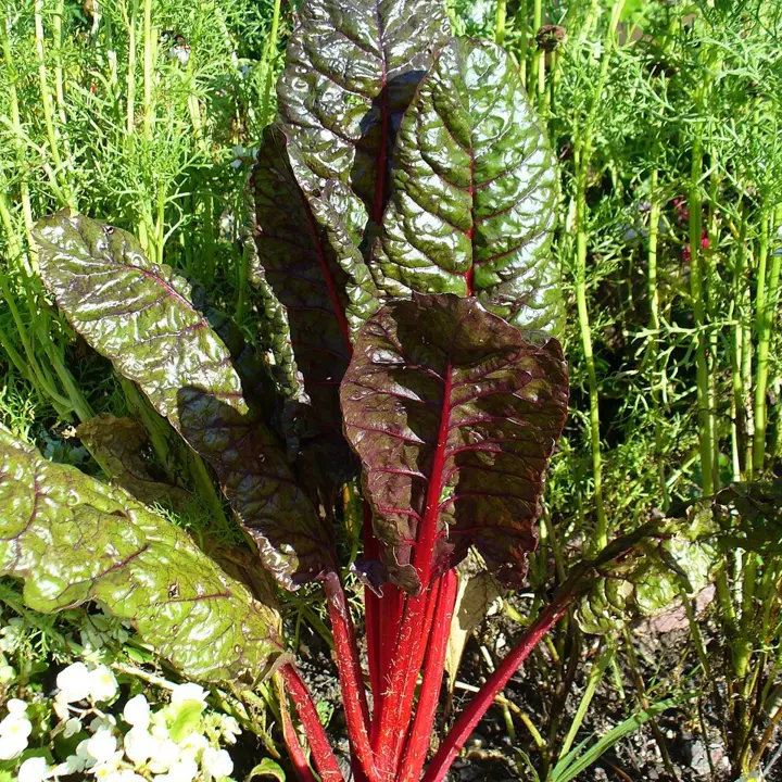Swiss chard