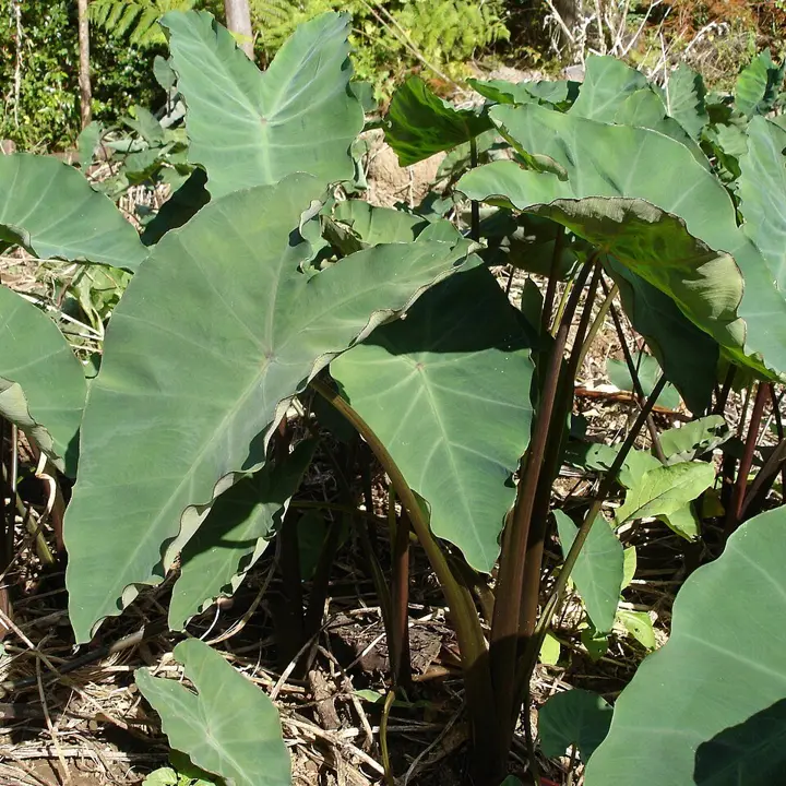 Taro