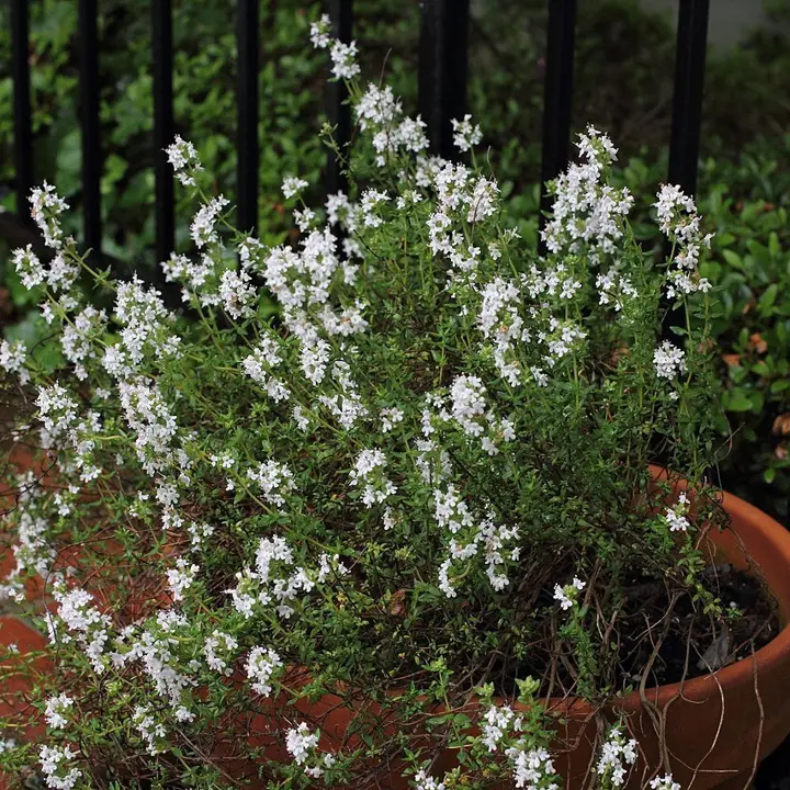 Thyme