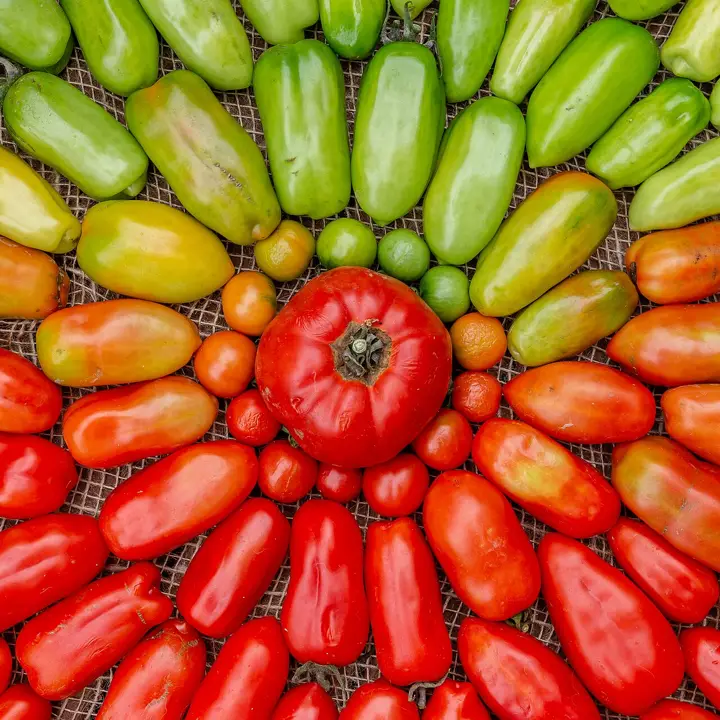 Tomatoes