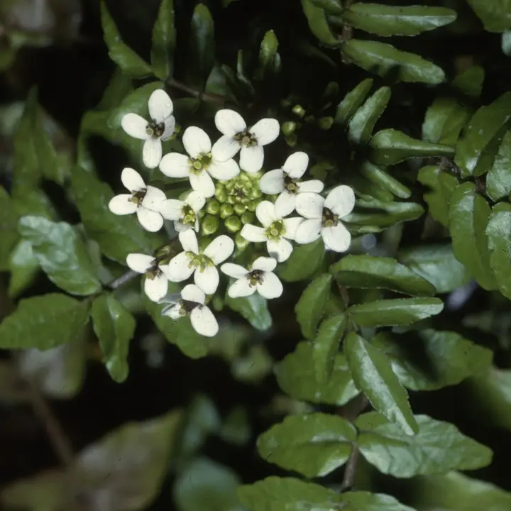 Watercress