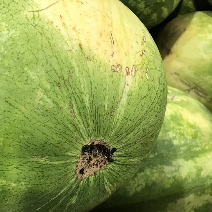 Watermelon