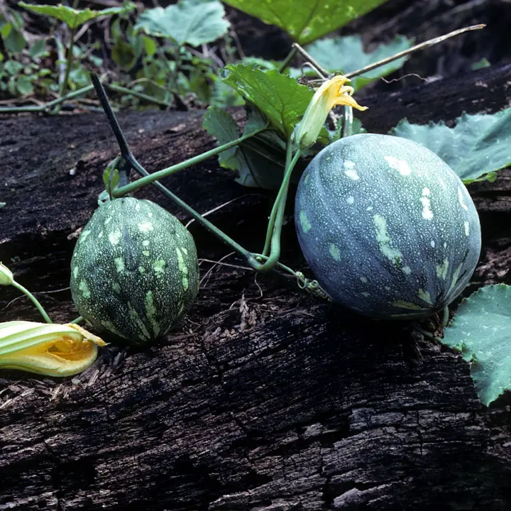 Winter squash
