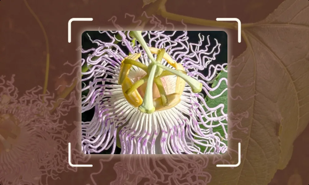 The truth on plant ID apps