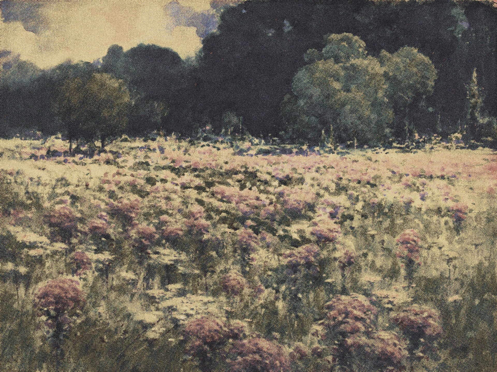 Watercolor of a field of Joe-Pye weeds